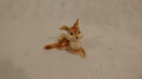 thumbnails/042-20180416_131225.jpg.small.jpeg